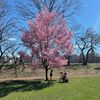 Cherry Blossom Trees Have Started Blooming Around NYC